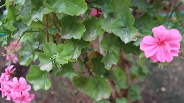 Bunte Bougainvillea Blume Isoliert Auf Natürlichem Grünen Hintergrund — Stockfoto