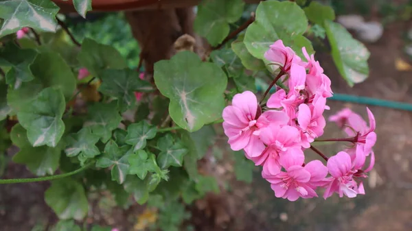 自然の緑の背景に隔離されたカラフルなブーゲンビリアの花 — ストック写真