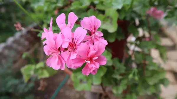 Цветок Бугенвиллии Выделенный Естественном Зеленом Фоне — стоковое фото