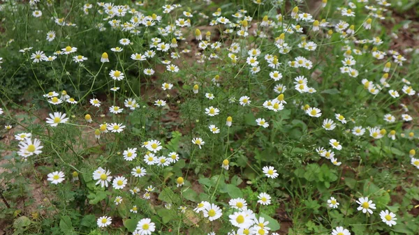 Fiori Margherita Una Giornata Sole Istanbul Turchia Fioritura Fiori Margherita — Foto Stock