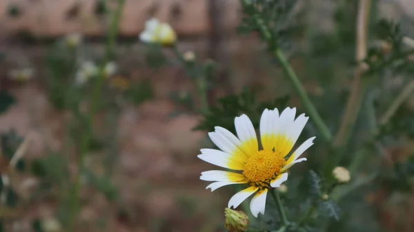 Daisy Bloeit Een Zonnige Dag Istanbul Turkije Bloeiende Madeliefjes Bloemen — Stockfoto