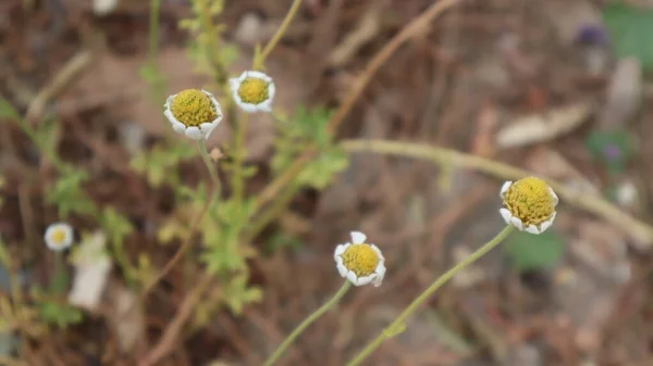 Daisy Blommor Solig Dag Istanbul Turkiet Blommande Tusensköna Blommor Våren — Stockfoto