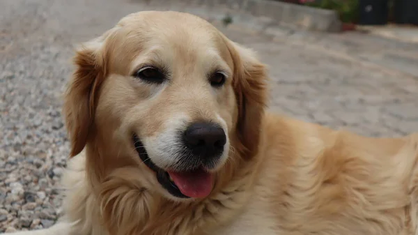 Aranyos Imádnivaló Golden Retriever Dog Pihen Utcán Egy Golden Retriever — Stock Fotó