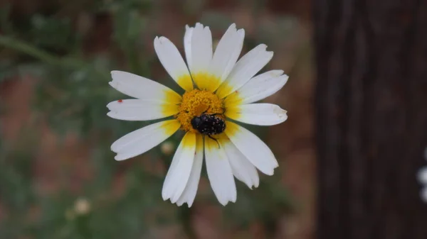 Daisy Bloeit Een Zonnige Dag Istanbul Turkije Bloeiende Madeliefjes Bloemen — Stockfoto