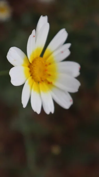 Daisy Bloeit Een Zonnige Dag Istanbul Turkije Bloeiende Madeliefjes Bloemen — Stockfoto