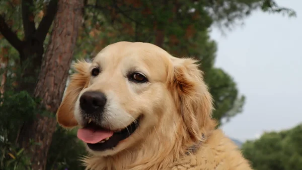 Симпатичный Золотистый Ретривер Отдыхающий Улице Портрет Собаки Ретривера Стамбуле Турция — стоковое фото