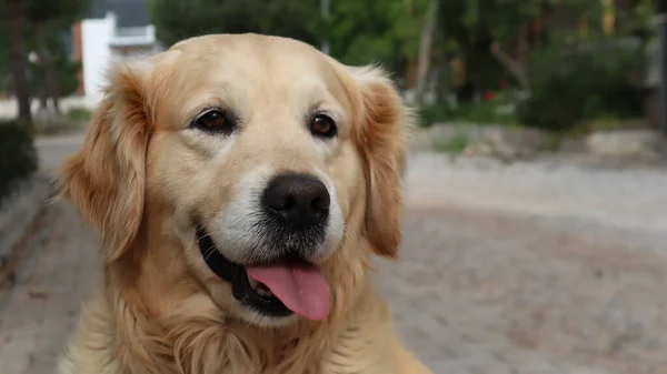 Niedliche Entzückende Golden Retriever Dog Rast Auf Der Straße Porträt — Stockfoto