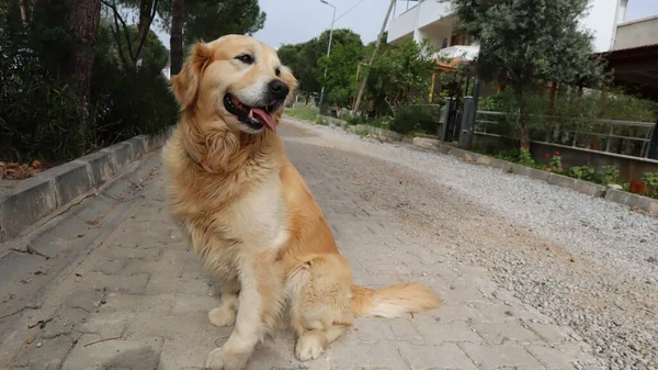 Cute Adorable Golden Retriever Pies Odpoczynku Ulicy Portret Psa Gończego — Zdjęcie stockowe