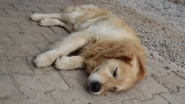 Cute Adorável Golden Retriever Dog Resting Rua Retrato Cão Golden — Fotografia de Stock