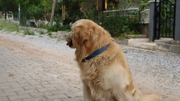 Aranyos Imádnivaló Golden Retriever Dog Pihen Utcán Egy Golden Retriever — Stock Fotó