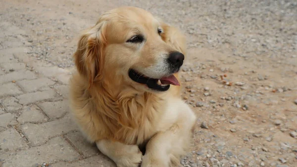 Cute Adorável Golden Retriever Dog Resting Rua Retrato Cão Golden — Fotografia de Stock