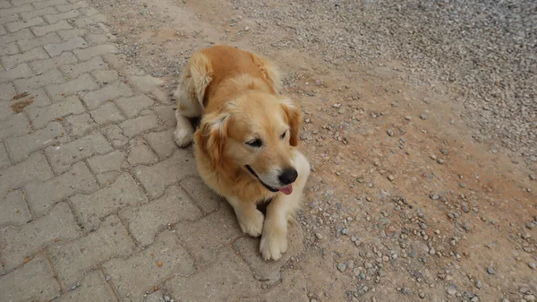 Cute Adorável Golden Retriever Dog Resting Rua Retrato Cão Golden — Fotografia de Stock