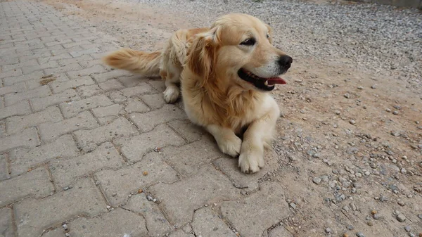 Cute Adorável Golden Retriever Dog Resting Rua Retrato Cão Golden — Fotografia de Stock