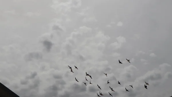 Skupina Domácích Holubů Letících Šedé Zatažené Obloze Holubi Létají Městě — Stock fotografie