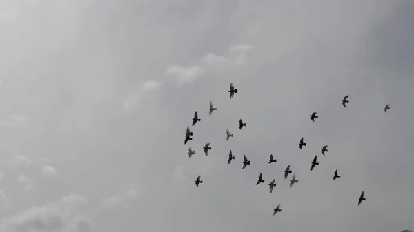 Gruppo Piccioni Domestici Che Volano Verso Cielo Grigio Nuvoloso Piccioni — Foto Stock