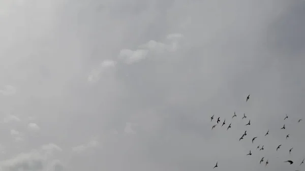 Eine Gruppe Haustauben Fliegt Grauen Wolkenverhangenen Himmel Tauben Fliegen Durch — Stockfoto