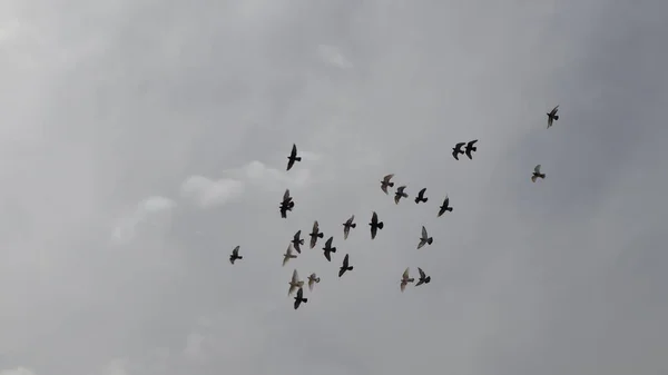 Group Domestic Pigeons Flying Grey Cloudy Sky Pigeons Fly City — Stock Photo, Image