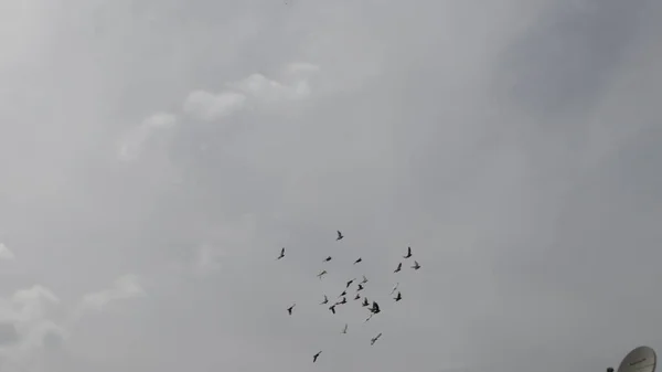 Skupina Domácích Holubů Letících Šedé Zatažené Obloze Holubi Létají Městě — Stock fotografie