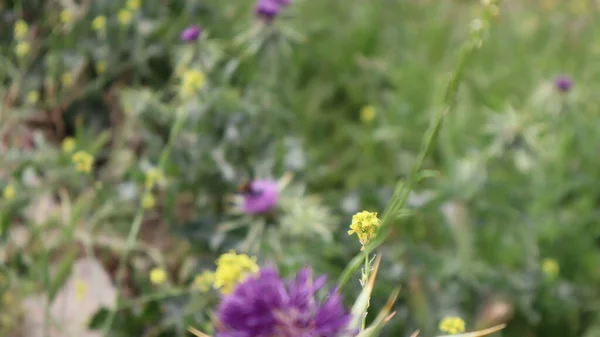 Flor Cardo Leite Silybum Marianum Carduus Marianus Florescendo Campo Cardo — Fotografia de Stock