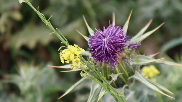 Άνθος Γαϊδουράγκαθου Γάλακτος Silybum Marianum Carduus Marianus Ανθίζει Στον Τομέα — Φωτογραφία Αρχείου