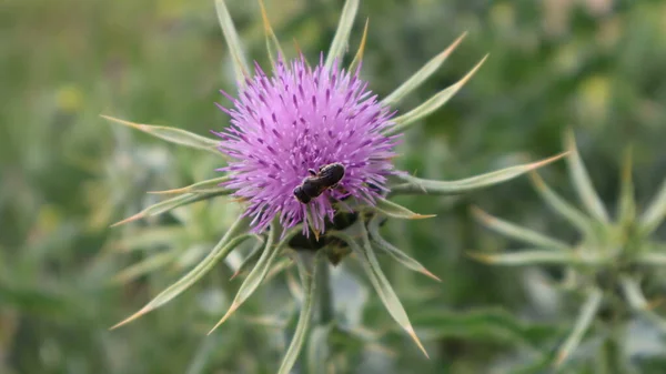 Άνθος Γαϊδουράγκαθου Γάλακτος Silybum Marianum Carduus Marianus Ανθίζει Στον Τομέα — Φωτογραφία Αρχείου