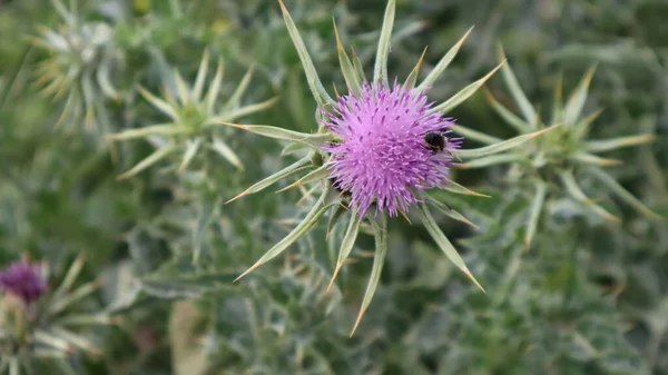 Milk Thistle Flower Silybum Marianum Carduus Marianus Blooming Field Pruple — Stock Photo, Image