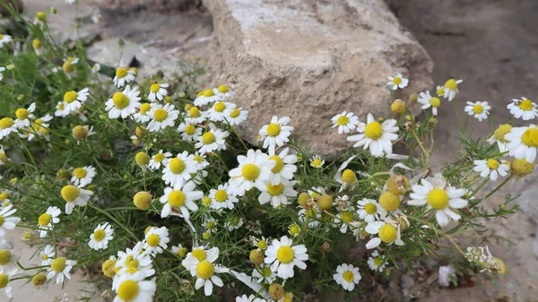Stanbul Türkiye Güneşli Bir Günde Papatya Çiçekleri Baharda Çiçek Açan — Stok fotoğraf