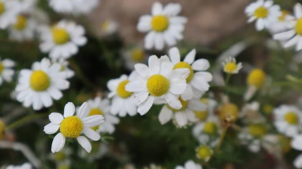 Daisy Flowers Sunny Day Istanbul Turkey Blooming Daisy Flowers Spring — Stock Photo, Image