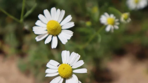 Daisy Bloeit Een Zonnige Dag Istanbul Turkije Bloeiende Madeliefjes Bloemen — Stockfoto