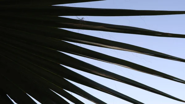 Upper Trunk Detail Palm Tree Background Texture Pattern Close Old Stock Picture