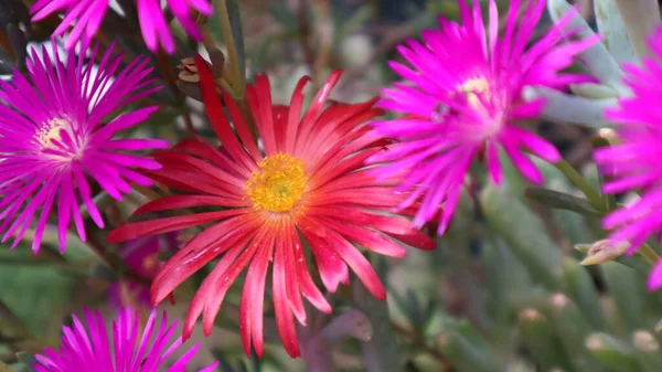Fuschia Dewplant Pourpre Disphyma Crassifolium Fleurissent Dans Jardin Botanique Fond Images De Stock Libres De Droits