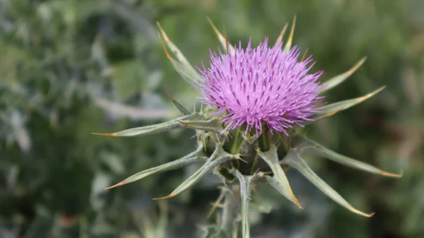 Chardon Marie Silybum Marianum Carduus Marianus Fleurissant Dans Les Champs Images De Stock Libres De Droits