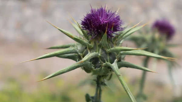 Flor Cardo Mariano Silybum Marianum Carduus Marianus Floreciendo Campo Pruple Fotos De Stock