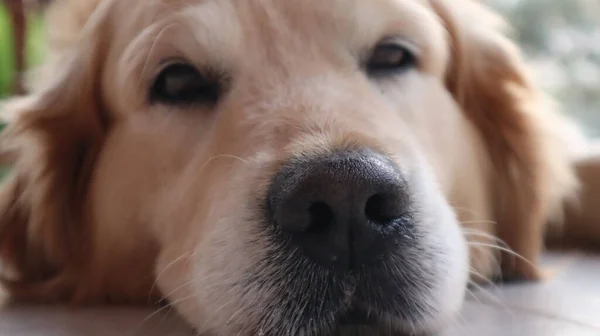 Retrato Perro Recuperador Oro Golden Retriever Descansando Balcón Una Casa —  Fotos de Stock