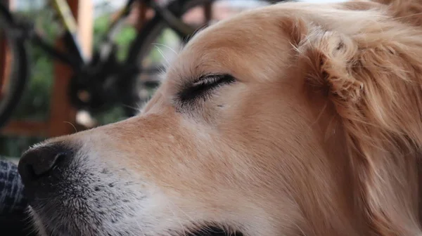 Πορτρέτο Ενός Σκύλου Γκόλντεν Ριτρίβερ Golden Retriever Αναπαύεται Στο Μπαλκόνι — Φωτογραφία Αρχείου