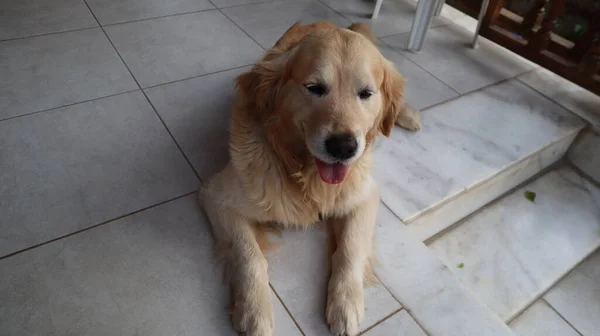 Retrato Perro Recuperador Oro Golden Retriever Descansando Balcón Una Casa —  Fotos de Stock