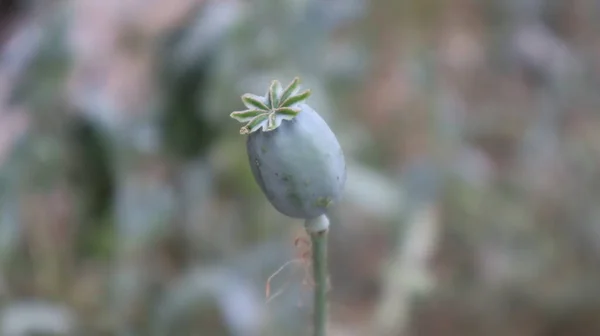 Opium Coquelicot Avec Capsule Arrondie Dans Jardin Botanique Tête Pavot — Photo