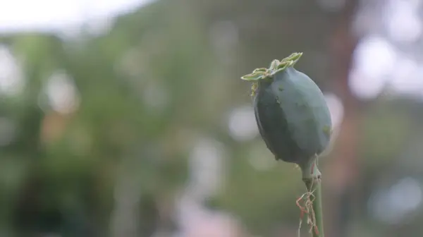 植物園に丸みを帯びたカプセルを持つアヘンケシ植物 緑色の背景をした一つの有機アヘンケシの頭 — ストック写真