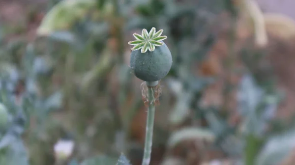 Opium Coquelicot Avec Capsule Arrondie Dans Jardin Botanique Tête Pavot — Photo