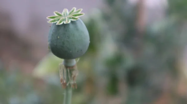 Opium Coquelicot Avec Capsule Arrondie Dans Jardin Botanique Tête Pavot — Photo