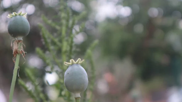 Opium Coquelicot Avec Capsule Arrondie Dans Jardin Botanique Tête Pavot — Photo