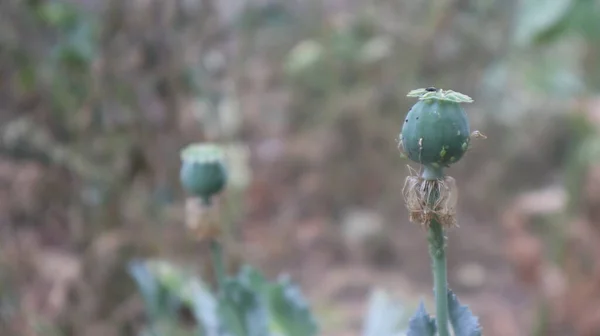 Ópium Mák Növény Lekerekített Kapszulával Botanikus Kertben Egyetlen Szerves Ópiummák — Stock Fotó