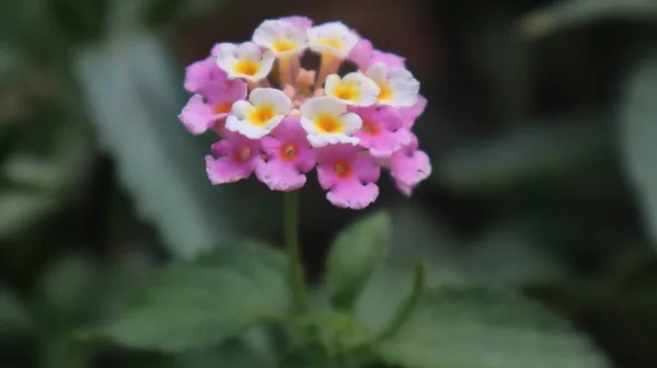 Colorful West Indian Lantana Flower Botanical Garden Lantana Camara Bloom — Stock Photo, Image