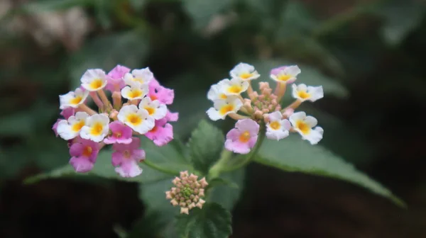 Barevná Západoindická Lantana Květina Botanické Zahradě Lantana Camara Květ Zahradě — Stock fotografie