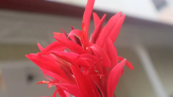 Flor Bougainvillea Vermelho Isolado Fundo Verde Natural — Fotografia de Stock