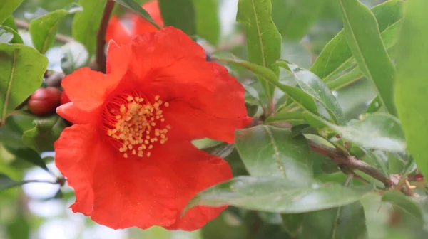 Flor Buganvilla Roja Aislada Sobre Fondo Verde Natural — Foto de Stock