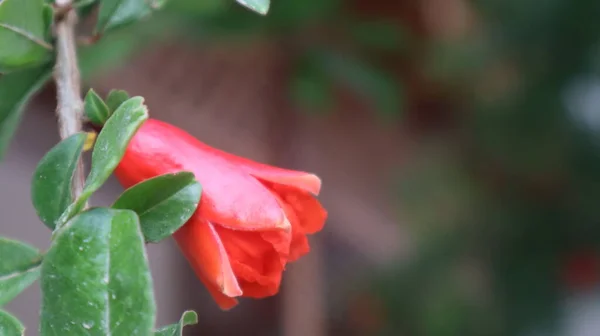 Röda Granatäpple Blommor Och Gröna Blad Närbild Naturlig Bakgrund — Stockfoto