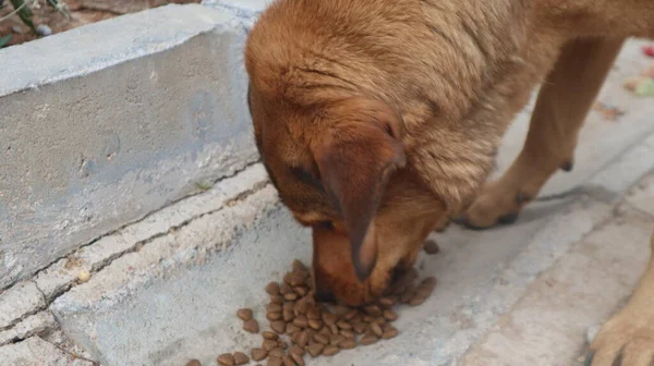 茶色の通りの犬のカメラにポーズを着色 ホームレスの野良犬が横たわって都市部の道路で休んでいます — ストック写真