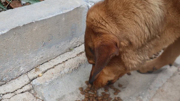 茶色の通りの犬のカメラにポーズを着色 ホームレスの野良犬が横たわって都市部の道路で休んでいます — ストック写真