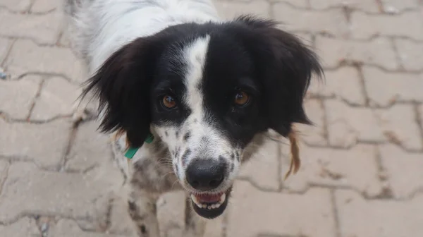 Przygraniczny Pies Collie Bawiący Się Ulicy Potrait Zabawnego Zwierzaka Border — Zdjęcie stockowe